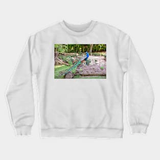 Peacock Pose Crewneck Sweatshirt